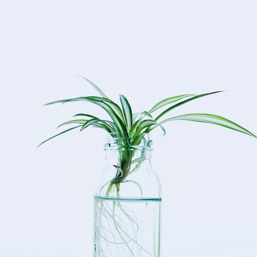 Vriksh Valley - Join our family